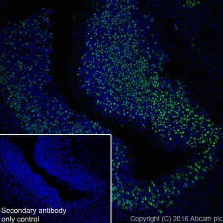 Anti-Lhx2/LH2 antibody [EPR20449] - BSA and Azide free(AB236037)