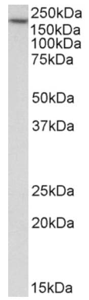Anti-EEA1 antibody - Early Endosome Marker(AB206860)