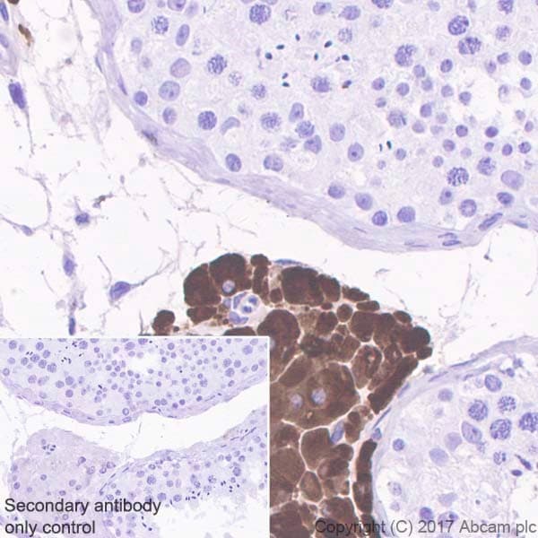 Anti-INSL3 antibody [EPR20739](ab227974)