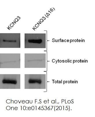 Plasma Membrane Protein Extraction Kit(AB65400)