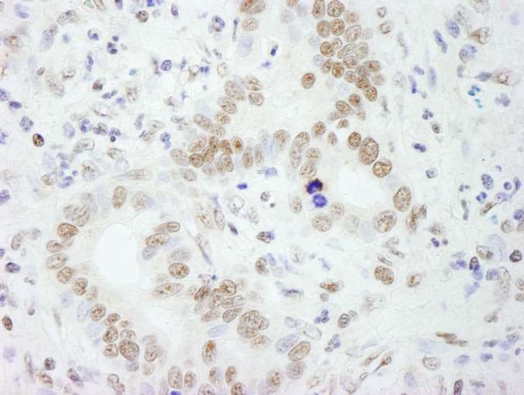 Anti-SFPQ antibody(AB264196)