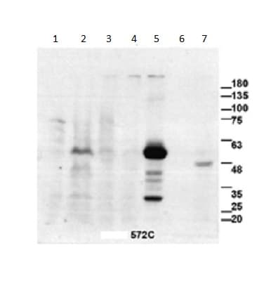 Anti-TRF1 antibody [572C](AB192629)