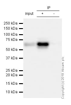 Anti-S6K1 antibody [E343] - BSA and Azide free(AB203558)