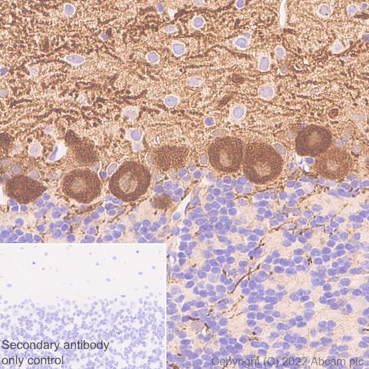 Anti-Aldolase C - C-terminal antibody [EPR26896-2] - BSA and Azide free(AB307413)
