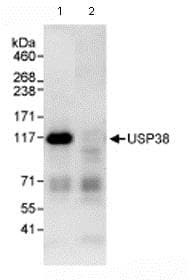 Usp38 Antibody Ab72244  Immunoprecipitation Img103913