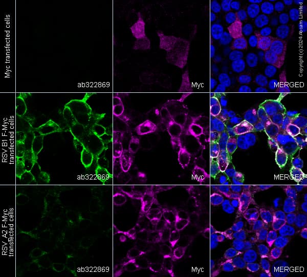 Anti-Myc tag antibody(AB9106)