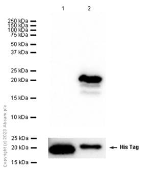 Anti-beta Synuclein antibody [EP1537Y] - BSA and Azide free(AB221908)