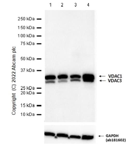Anti-VDAC1/Porin + VDAC3 antibody [20B12AF2](AB14734)