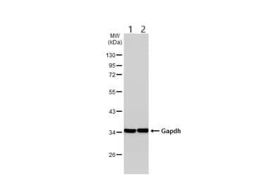 Anti-GAPDH antibody - Loading Control(AB210113)