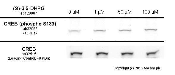 (S)-3,5-DHPG, group I mGlu agonist(AB120007)