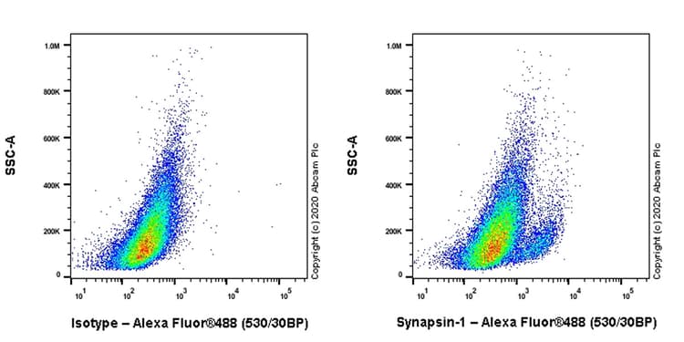 Anti-Synapsin I antibody [EPR23531-50] - Synaptic Marker(AB254349)