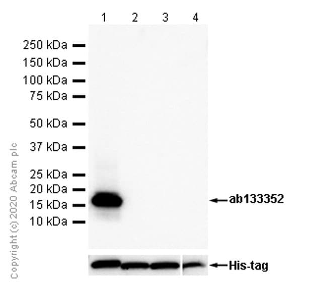Sumo 1 Antibody Ep298 Bsa And Azide Free Ab248491  Western Blot Img8030