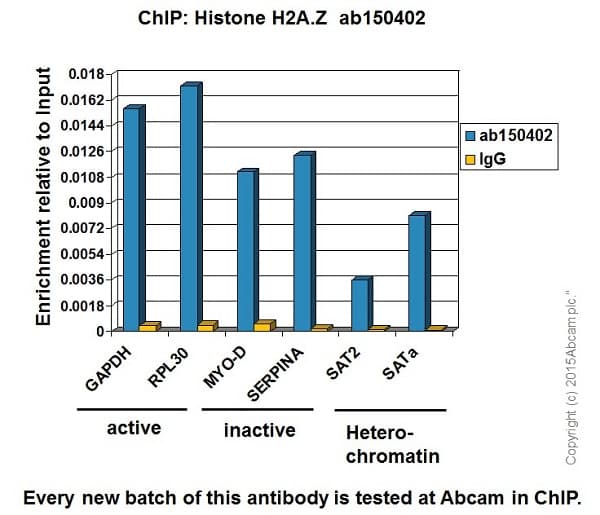 Anti-Histone H2A.Z antibody [EPR6171(2)(B)] - ChIP Grade(AB150402)