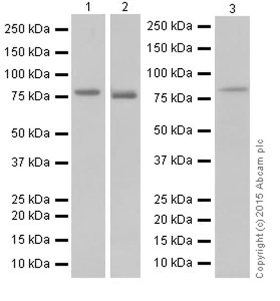 Anti-DRP1 antibody [EPR19274](AB184247)