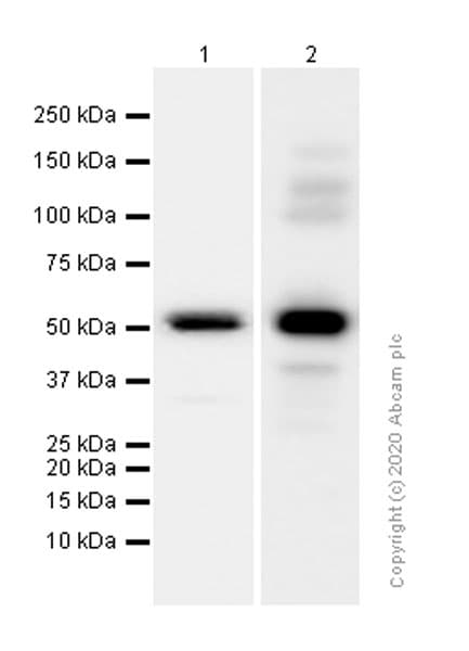 Igg4 Antibody Ep4420 Low Endotoxin Azide Free Ab186921  Western Blot Img167160