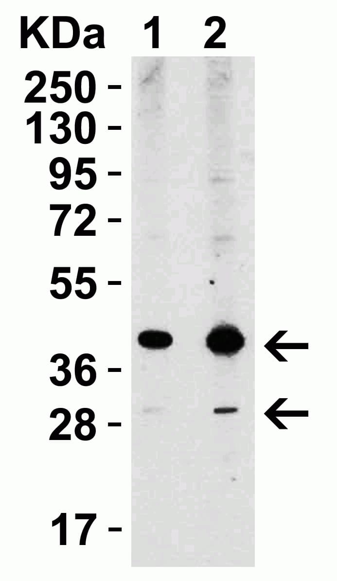 Anti-XBP1 antibody(AB37152)