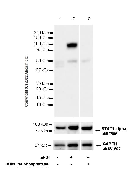 Anti-STAT1 (phospho Y701) antibody [14/P-STAT1] - BSA and Azide free(AB307836)