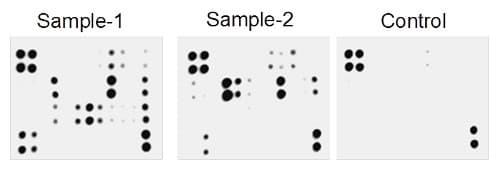 Human Inflammation Antibody Array - Membrane (20 targets)(AB169804)