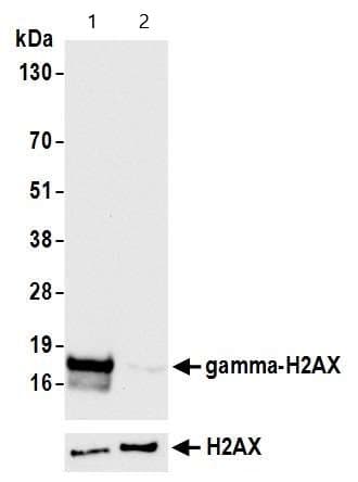 Anti-gamma H2A.X (phospho S139) antibody(AB11174)