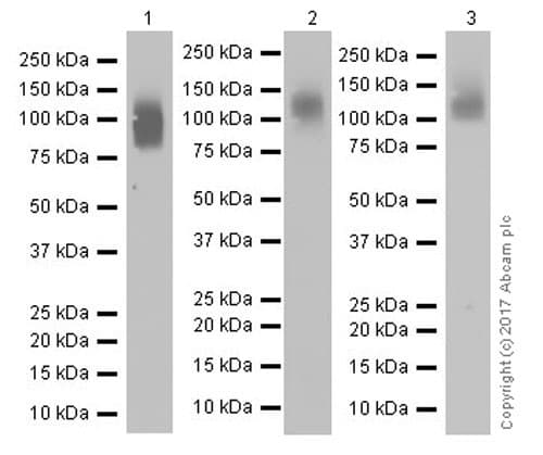 Anti-LAMP1 antibody [EPR21026](AB208943)