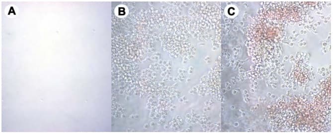 Hematopoietic Colony Forming Cell Assay Kit(AB242288)