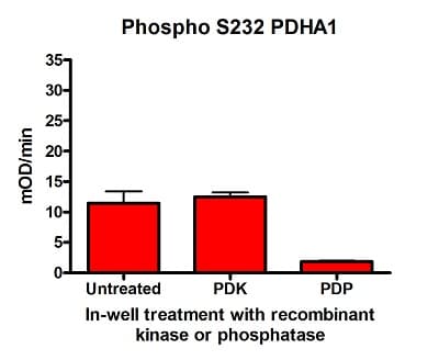 Phospho S232 PDH E1 alpha protein (PDHA1) Profiling ELISA Kit(AB115343)