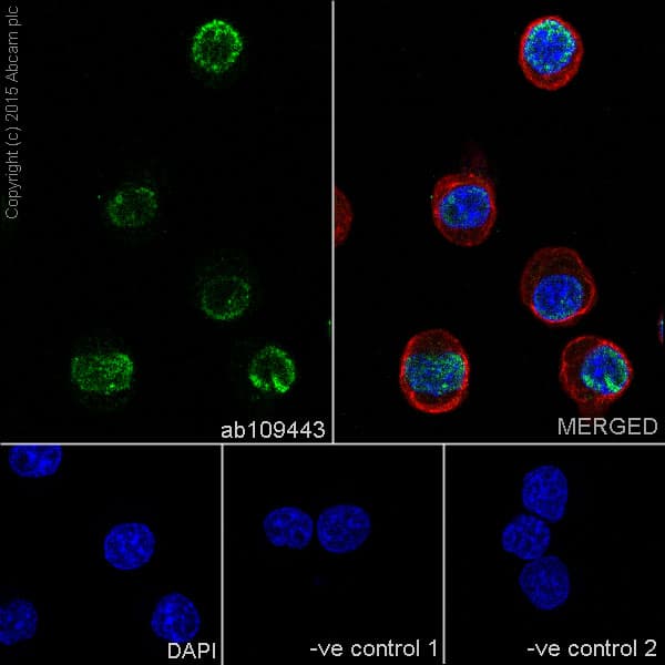 Anti-PAX5 antibody [EPR3730(2)](AB109443)
