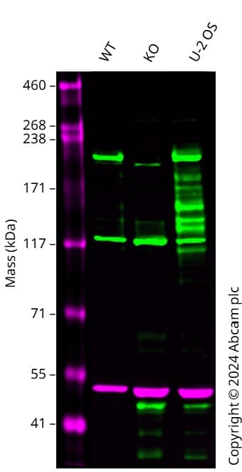 Anti-ZO1 tight junction protein antibody [BLR092G](AB276131)