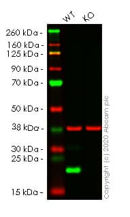 Anti-UFC1 antibody [EPR15014](AB189251)