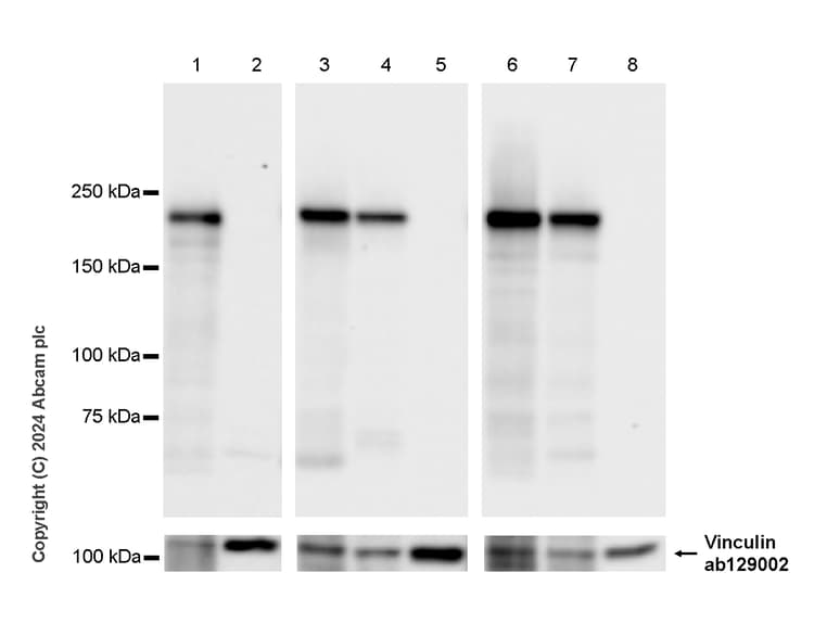 Anti-NEFH antibody [EPR20020] - Chicken IgY (Chimeric) - BSA and Azide free(AB317043)