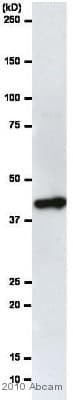 HRP Anti-beta Actin antibody [AC-15](AB49900)