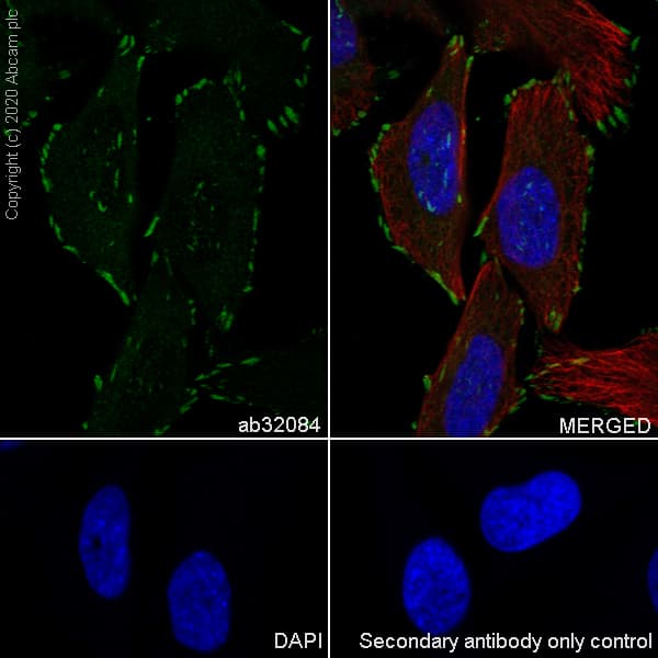 Anti-Paxillin antibody [Y113](AB32084)