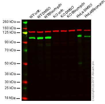 Anti-KAP1 antibody [EPR5249](AB109545)