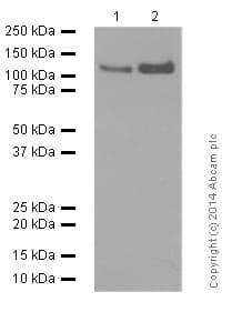 Anti-NMDAR1 antibody [EPR2481(2)](AB109182)