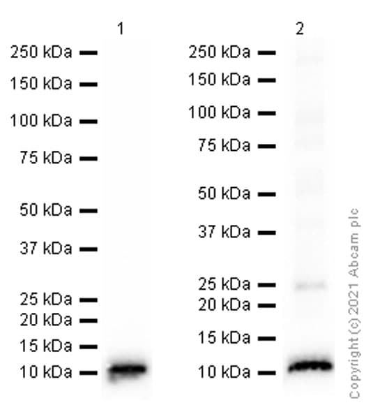 S100 Alpha 6 Pra Antibody Epr13084 69 Bsa And Azide Free Ab250543  Western Blot Img181014