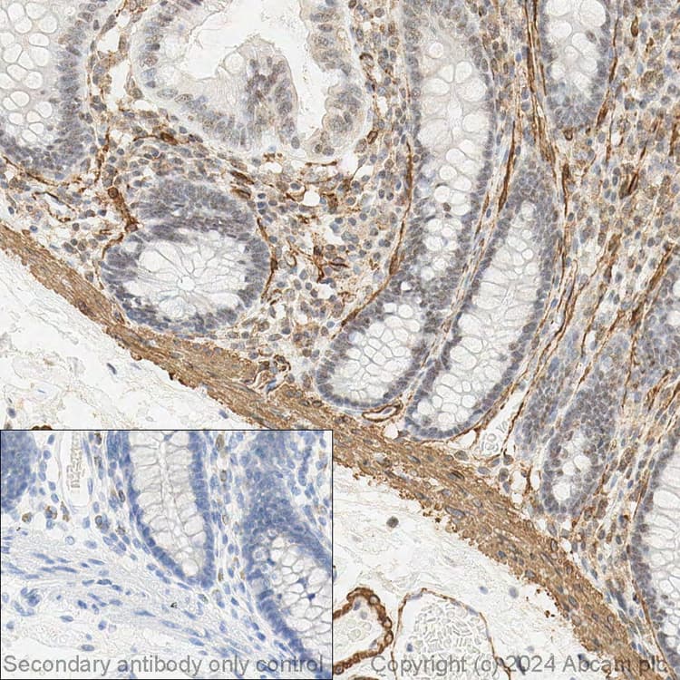 Anti-alpha smooth muscle Actin antibody [1A4] - BSA and Azide free(AB240654)