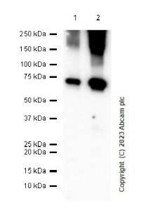 Anti-ABCG1 antibody [EP1366Y] - BSA and Azide free(AB218528)