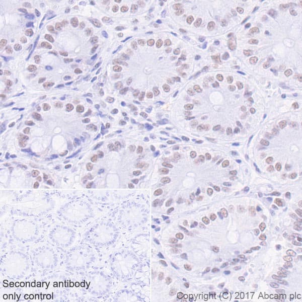 Anti-Mre11 antibody [EPR21027] - BSA and Azide free(AB230381)