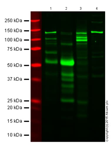 Anti-IL-6 antibody(AB6672)