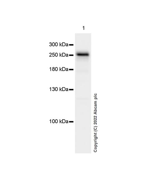 Anti-Chd1 antibody [EPR23534-403] - BSA and Azide free(AB303487)