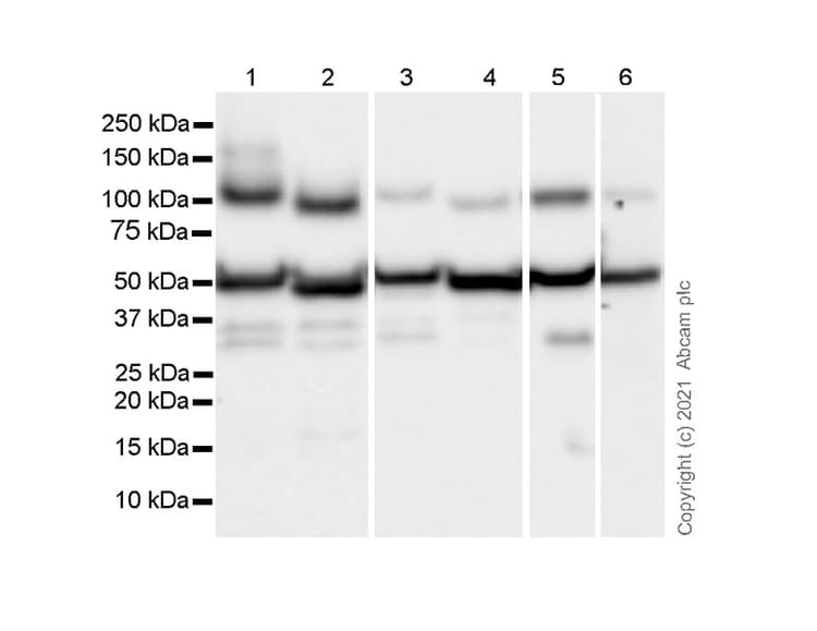 Anti-Fibrinogen gamma chain antibody [EP24539-127](AB281924)