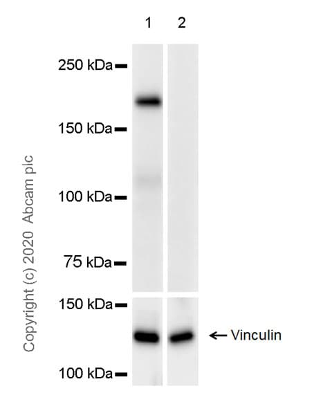 Anti-DEPDC5 antibody [EPR20497-23] - BSA and Azide free(ab272399)