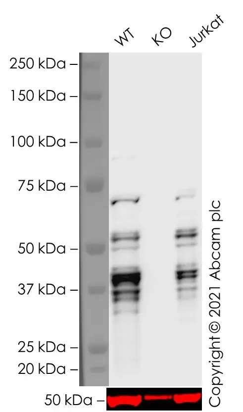Anti-LEF1 antibody [EPR2029Y](AB137872)