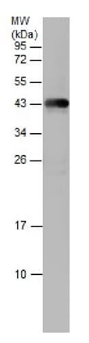 Anti-SOX3 antibody(ab229629)