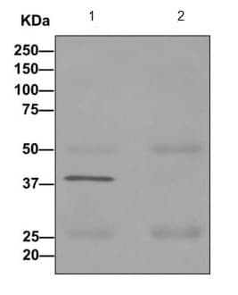 Gnai3 Antibody Epr11894 Bsa And Azide Free Ab249765  Immunoprecipitation Img72113