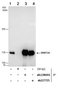 Anti-Dnmt3a antibody - N-terminal(AB228691)