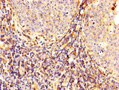 Calpain 2 Antibody Ab236650  Immunohistochemistry Formalin Pfa Fixed Paraffin Embedded Sections Img135076