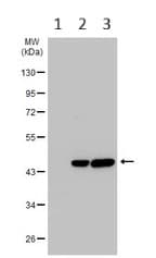 Creatine Kinase B Type Antibody Ab151579  Western Blot Img452163