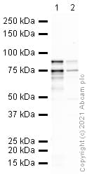 Anti-TBR2 / Eomes antibody(AB23345)