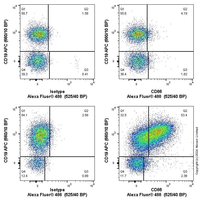 Anti-CD86 antibody [EPR22958-106](AB242142)